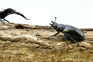 マンディブラリスフタマタクワガタ
