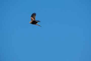 Marsh Harrier
