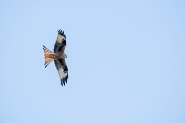 Red Kite