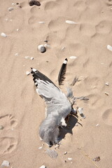 Directly Above Shot of Dead Partially Decomposed or Eaten Seagull on the Beach