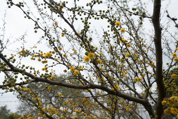 small yellow flowers blooming from a tree in the countryside