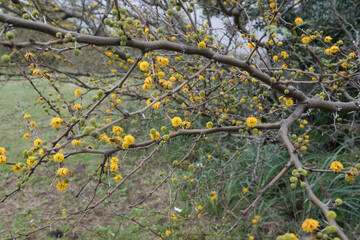 small yellow flowers blooming from a tree in the countryside