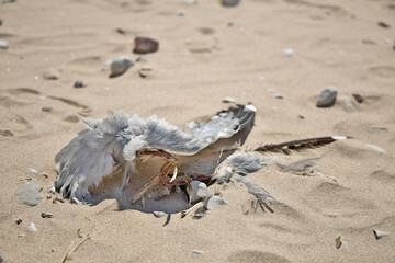 Close up of Dead Partially Decomposed or Eaten Seagull on the Beach
