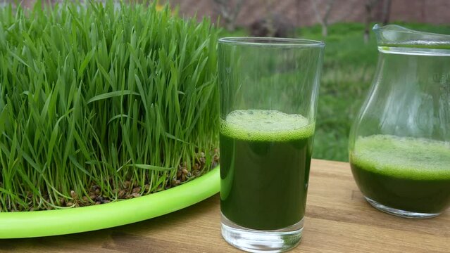 Healthy organic green detox juice from grass of green germinated wheat grains, close up, rotates. Green leaves of young wheat and wheatgrass juice