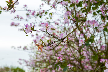 Close-up of beautiful blooming Bauhinia flowers planted on the side of the road
