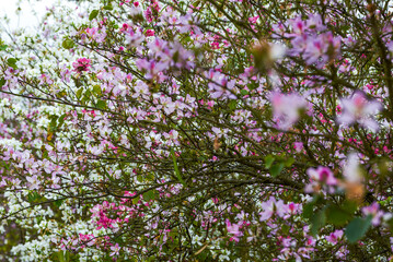 Close-up of beautiful blooming Bauhinia flowers planted on the side of the road
