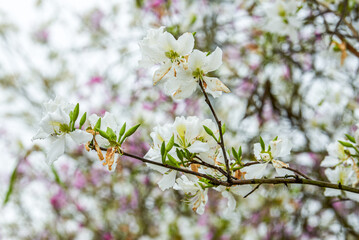 Close-up of beautiful blooming Bauhinia flowers planted on the side of the road