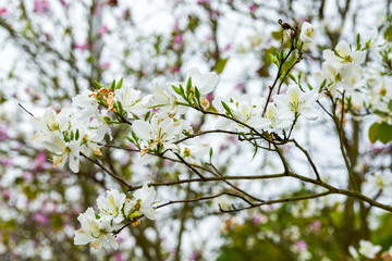 Close-up of beautiful blooming Bauhinia flowers planted on the side of the road