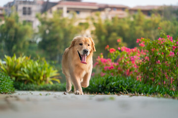 Golden retriever dog playing and walking in the park