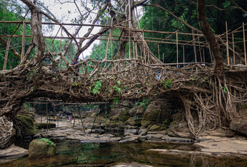 isolated tree root bridge natural formed single decker at day from flat angle