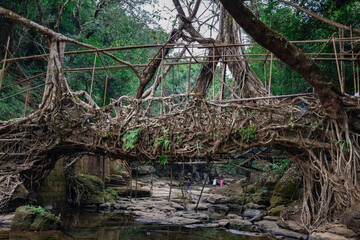 isolated tree root bridge natural formed single decker at day from flat angle