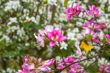Close-up of beautiful blooming Bauhinia flowers planted on the side of the road