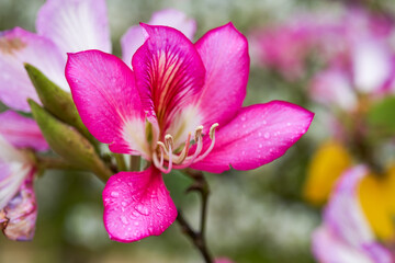 Close-up of beautiful blooming Bauhinia flowers planted on the side of the road
