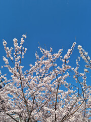 Pink cherry blossom(Cherry blossom, Japanese flowering cherry) on the Sakura tree. 