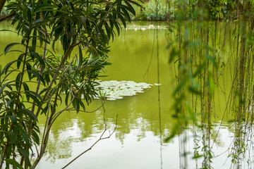 Close-up of lotus pond in the shade of willow trees outdoors