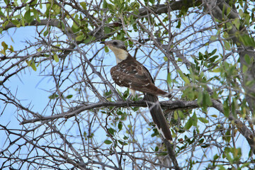 Great Spotted Cuckoo, Etosha National Park, Namibia
