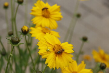 Pictures of Korea, Republic of