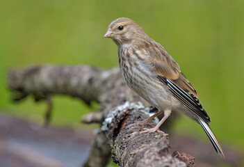 Female Common linnet (Linaria cannabina) posing on a big branch with green background