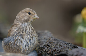 Close fine detailed portrait of Female Common Linnet (Linaria cannabina) with sweet light in spring season