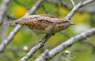 Eurasian wryneck (Jynx torquilla) sitting on an old lichen perch in bushy environment