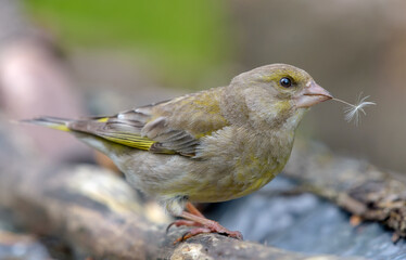 Female European Greenfinch (Chloris chloris) posing on an old stock while holdinh airy dandelion seed in the beak