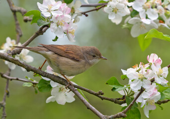 Common whitethroat (Curruca communis) perched on blossoming branch of apple tree in spring