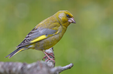 Male European Greenfinch (Chloris chloris) sitting on dry old looking branch with clean green background 