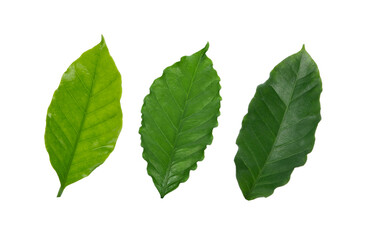 Coffee  leaves isolated on white background