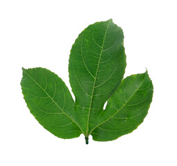 Green leaves passion fruit isolated on white background