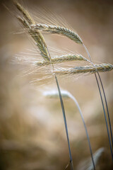 ears of wheat in the wind