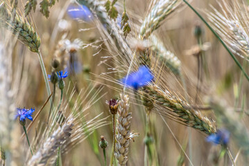 flowers in the field, letnia łąka z polnymi kwiatami.