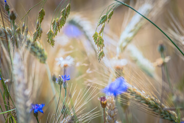 flowers in the field, letnia łąka z polnymi kwiatami. © malgo_walko