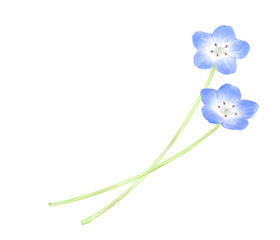 Nemophila frame drawn in digital watercolor
