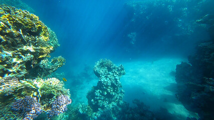 Fototapeta na wymiar amazing coral reef