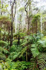 La La Falls in Warburton Australia