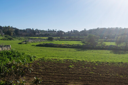 field of corn