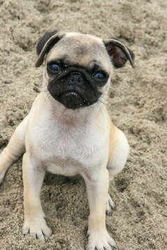 Pug puppy on the beach, Namibia