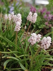 delicate Muscari Pink Sunrise on a flower bed. blooming plants. The first spring flowers. Floral Desktop wallpaper