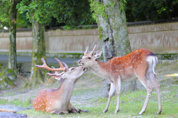 子鹿に毛づくろいをする奈良公園のオス鹿