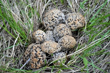 Spring mushrooms in the grass.