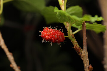 Close-up Red Mulberry Isolated on Background