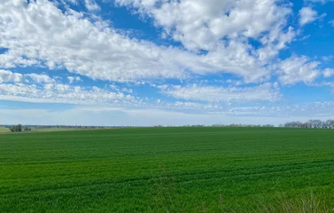 Fotobehang green field and blue sky, wiosenne, zielone pole i niebieskie niebo © malgo_walko