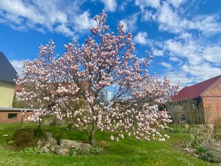 blossom in spring, kwitnąca różowa magolia na tle niebieskiego nieba © malgo_walko
