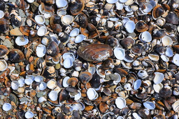 conchiglie, shells