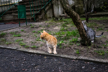 cat in the zoo