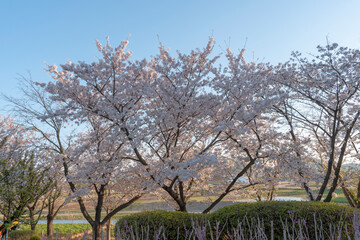 blue sky and white cherry blossoms