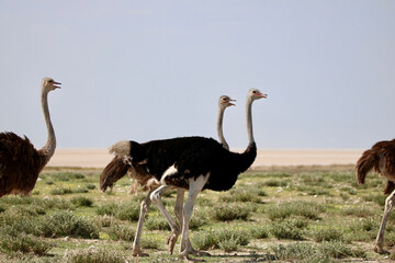 Ostrich in Etosha National Park, Namibia