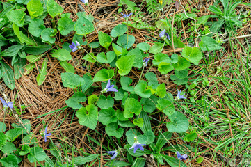 Small wild violets growing in early spring, poking up through dead pine needles on the ground.  Spring time growth after long winter.  Top down close up of wild flowers growing on the forest floor.