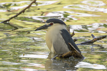 ゆっくりと入浴するゴイサギ