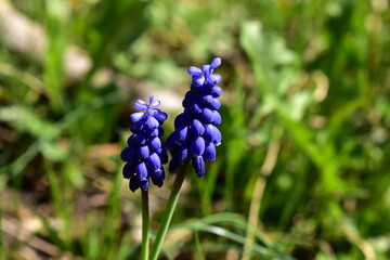 muscari flowers on a spring day in the forest